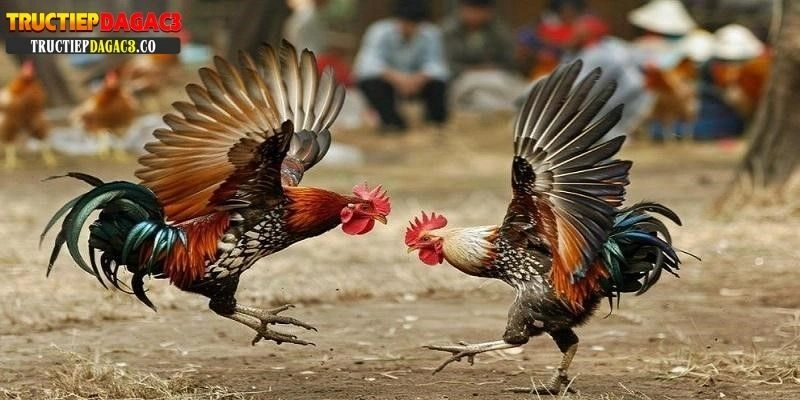 Trực tiếp đá gà C3