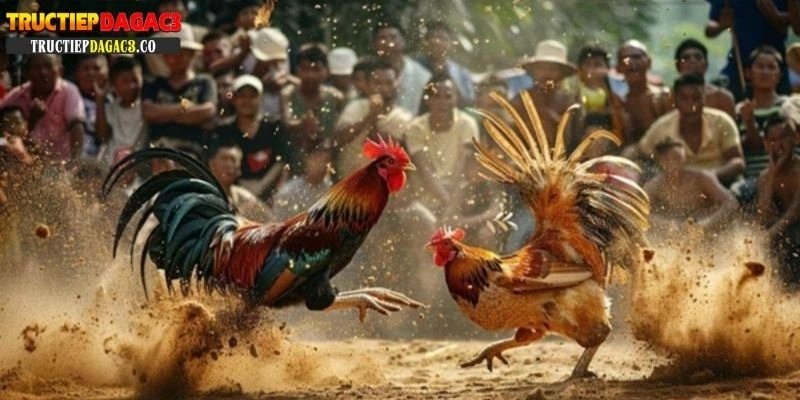 Trực tiếp đà gà Campuchia