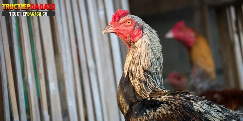 cách nuôi gà tre đá cựa