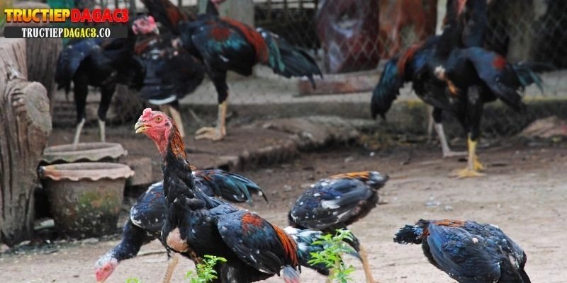 cách nuôi gà tre đá cựa