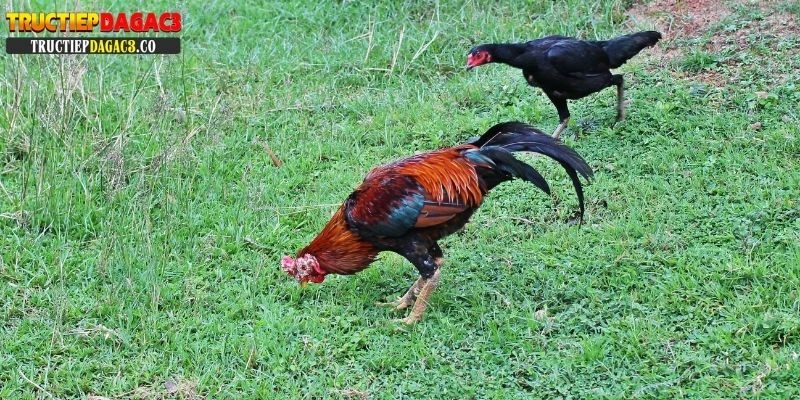 cách nuôi gà tre đá cựa