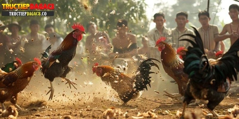 trực tiếp đá gà 67