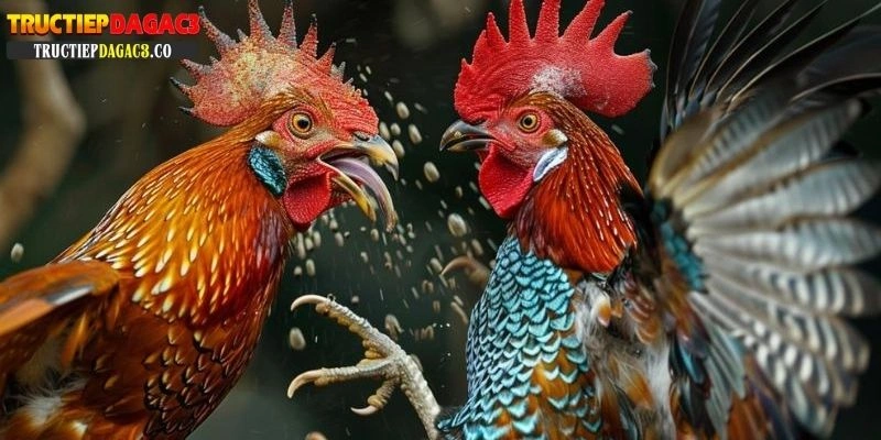 trực tiếp đá gà cpc1