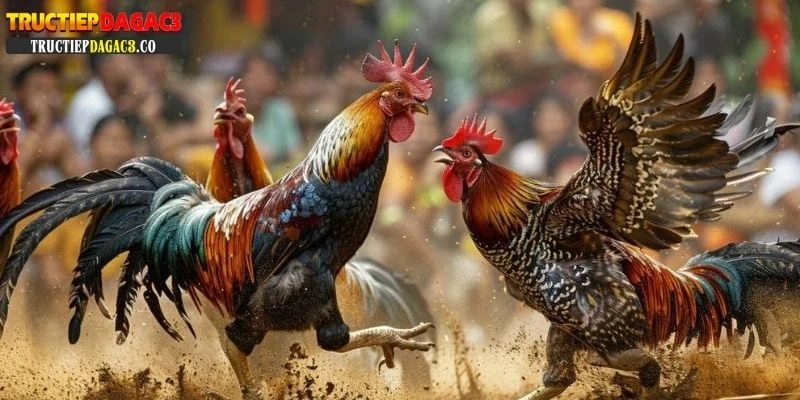 trực tiếp đá gà đòn thomo