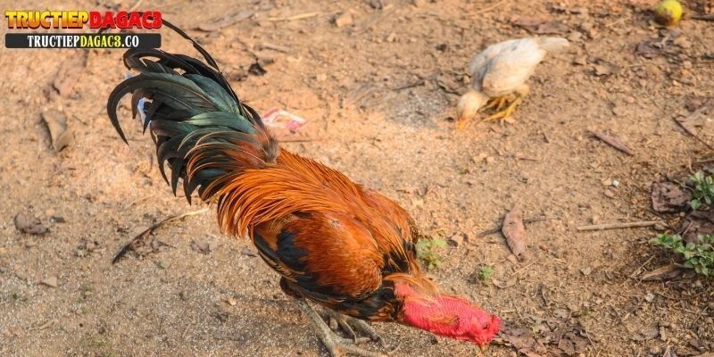 vảy gà đá