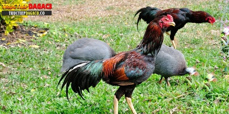 xem tướng gà chọi